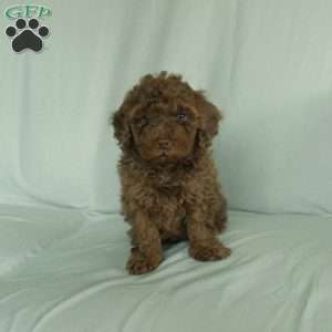 Silas, Toy Poodle Puppy