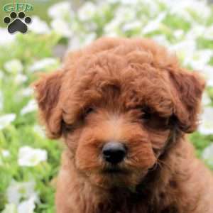 Silas, Toy Poodle Mix Puppy