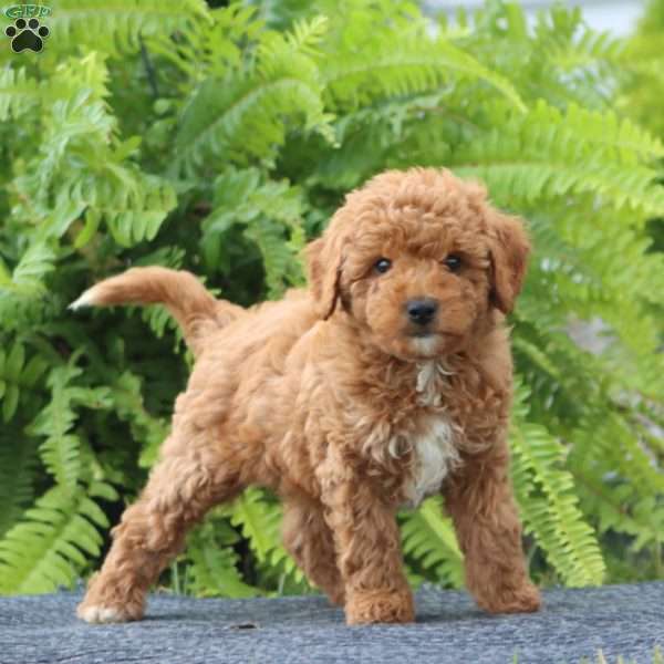 Silas, Cavapoo Puppy