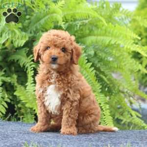 Silas, Cavapoo Puppy