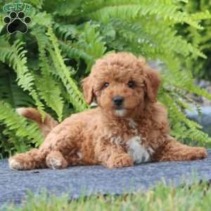 Silas, Cavapoo Puppy