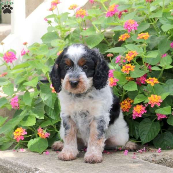 Silly, Springerdoodle Puppy