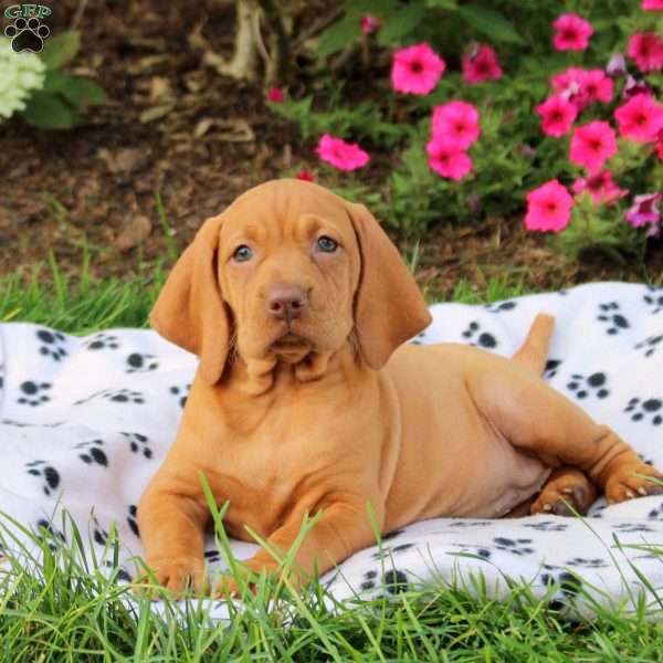 Silver, Vizsla Puppy
