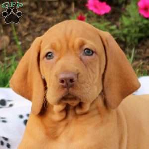 Silver, Vizsla Puppy