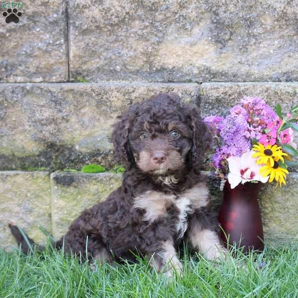 Silver, Miniature Poodle Mix Puppy
