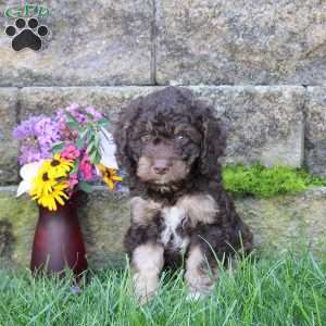 Silver, Miniature Poodle Mix Puppy