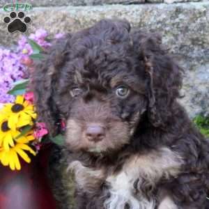 Silver, Miniature Poodle Mix Puppy