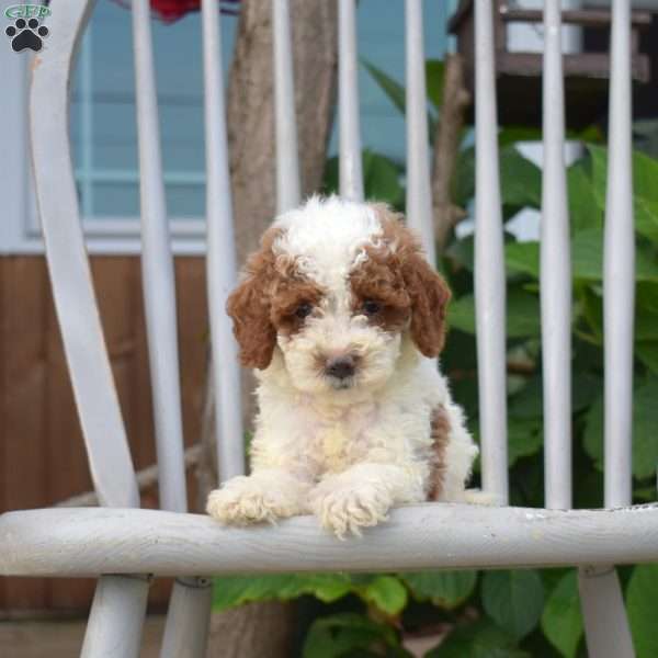 Simba, Miniature Poodle Puppy
