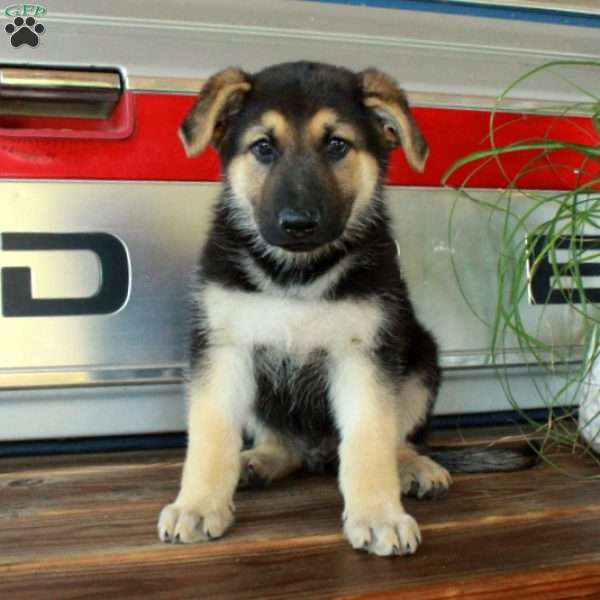 Simba, German Shepherd Puppy