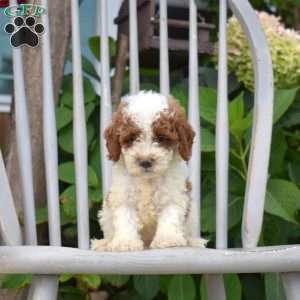 Simba, Miniature Poodle Puppy
