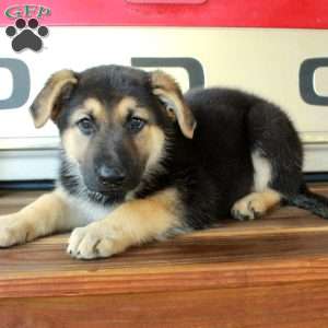 Simba, German Shepherd Puppy