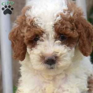 Simba, Miniature Poodle Puppy