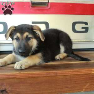 Simba, German Shepherd Puppy