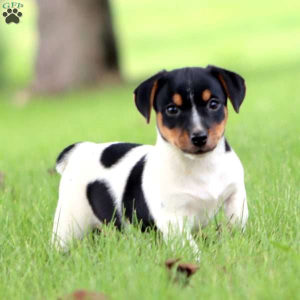 Simba, Jack Russell Terrier Puppy