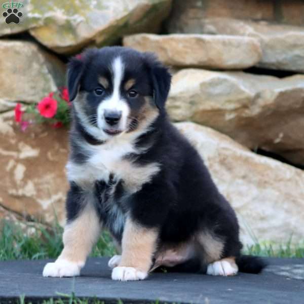 Simba, Miniature Australian Shepherd Puppy