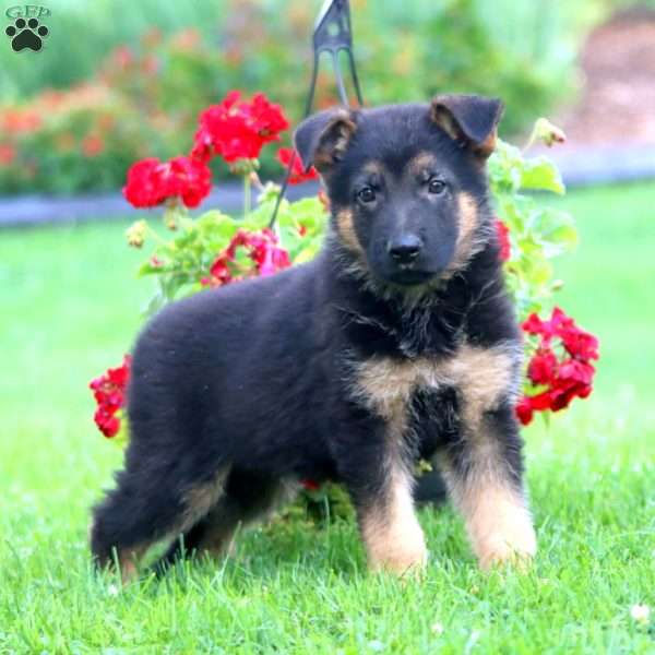 Simba, German Shepherd Puppy