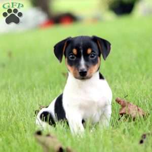 Simba, Jack Russell Terrier Puppy