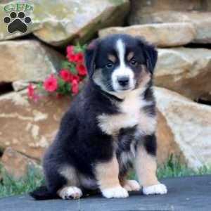 Simba, Miniature Australian Shepherd Puppy