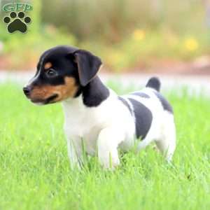 Simba, Jack Russell Terrier Puppy