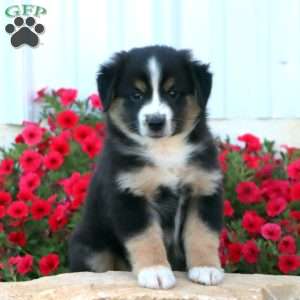 Simba, Miniature Australian Shepherd Puppy