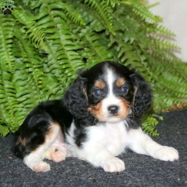 Simbo, Cavapoo Puppy