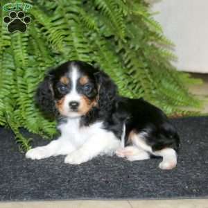 Simbo, Cavapoo Puppy