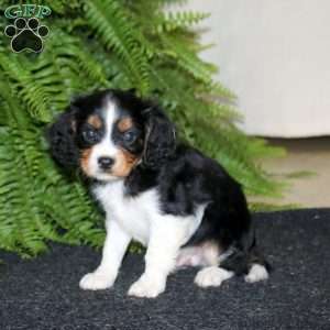 Simbo, Cavapoo Puppy