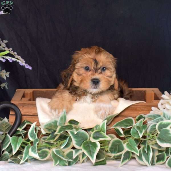 Simon, Shih-Poo Puppy