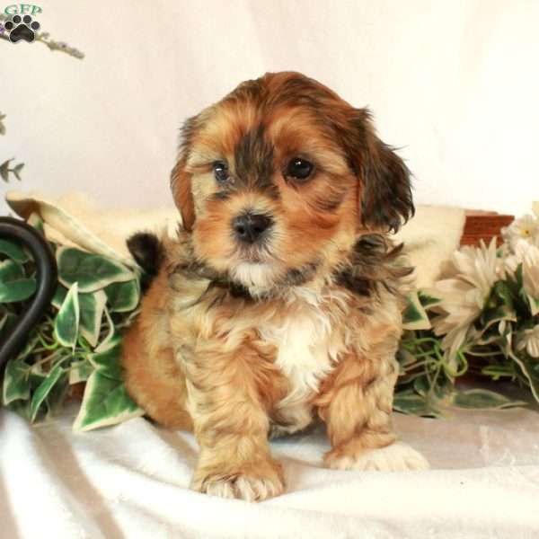 Simon, Shih-Poo Puppy