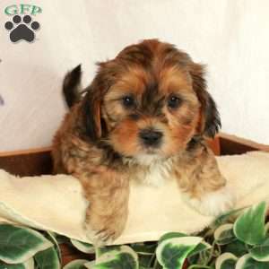 Simon, Shih-Poo Puppy