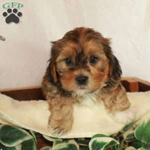 Simon, Shih-Poo Puppy