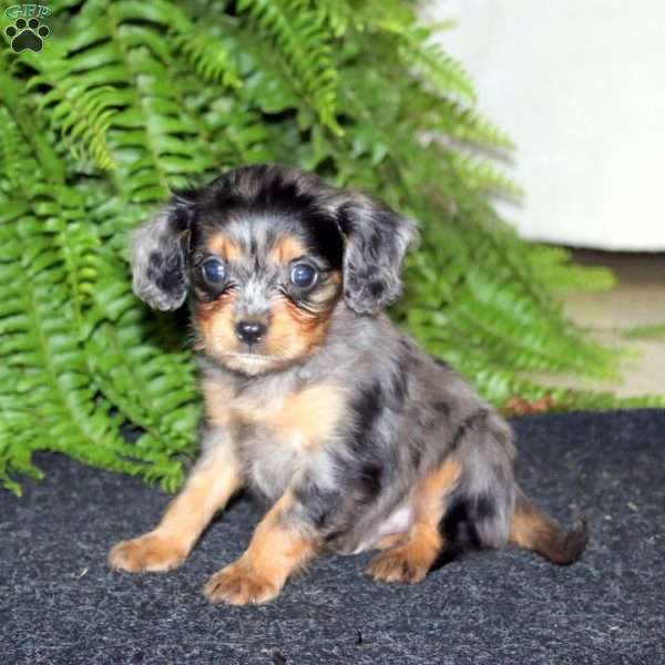 Simon, Cavapoo Puppy