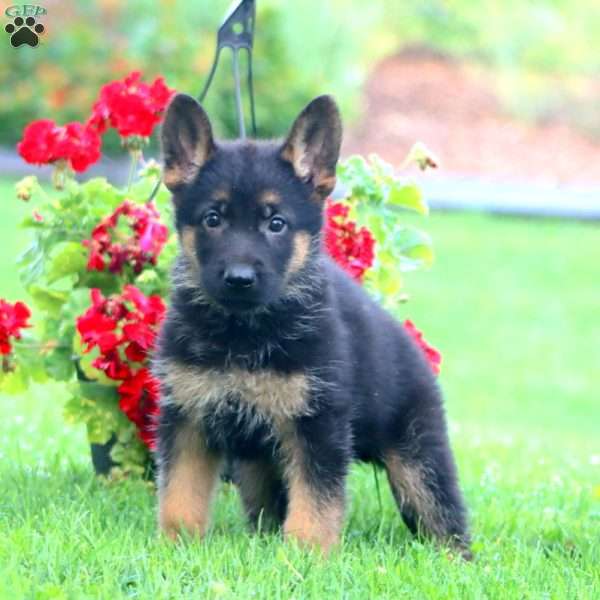 Simon, German Shepherd Puppy
