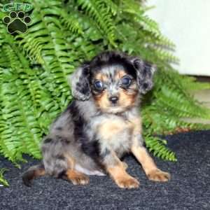 Simon, Cavapoo Puppy