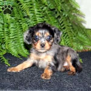 Simon, Cavapoo Puppy