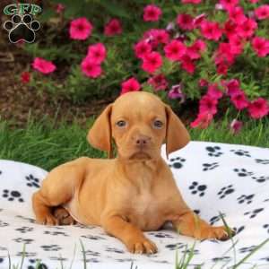 Skampy, Vizsla Puppy