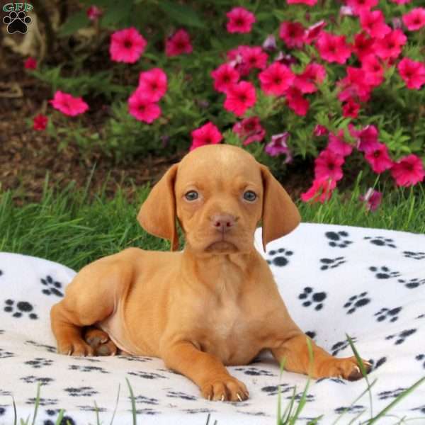 Skampy, Vizsla Puppy