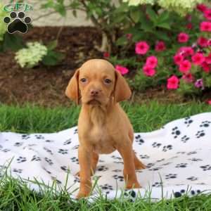 Skampy, Vizsla Puppy