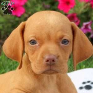 Skampy, Vizsla Puppy