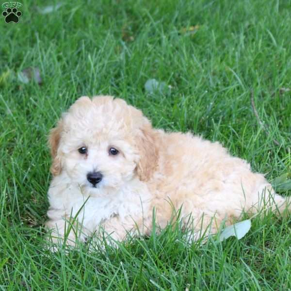 Skittles, Bich-Poo Puppy
