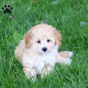 Skittles, Bich-Poo Puppy