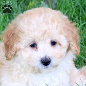 Skittles, Bich-Poo Puppy