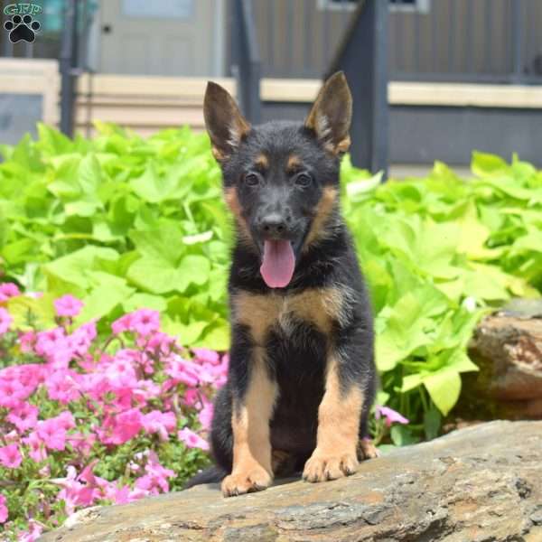 Sky, German Shepherd Puppy