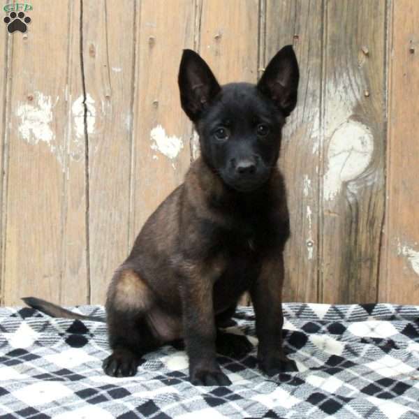 Sky, Belgian Malinois Puppy