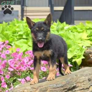 Sky, German Shepherd Puppy