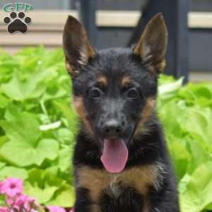 Sky, German Shepherd Puppy
