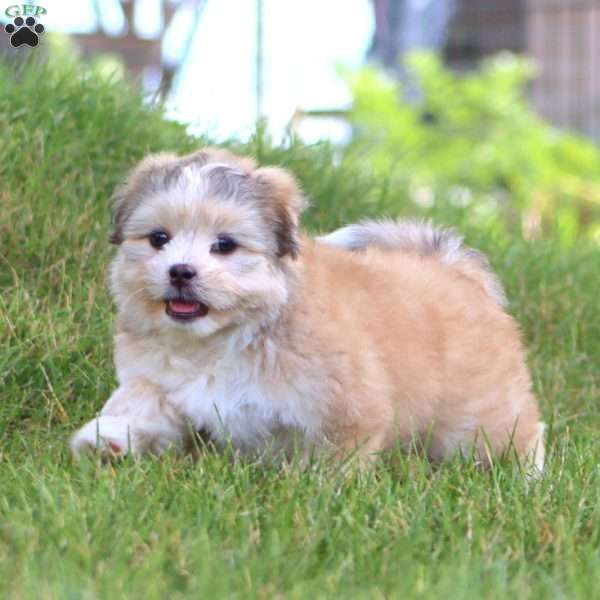 Sky, Shih Tzu Mix Puppy
