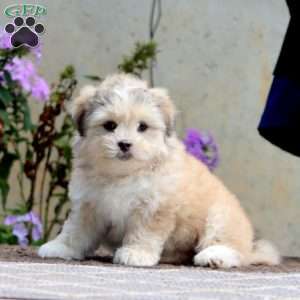Sky, Shih Tzu Mix Puppy