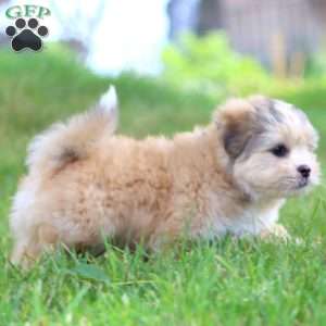 Sky, Shih Tzu Mix Puppy