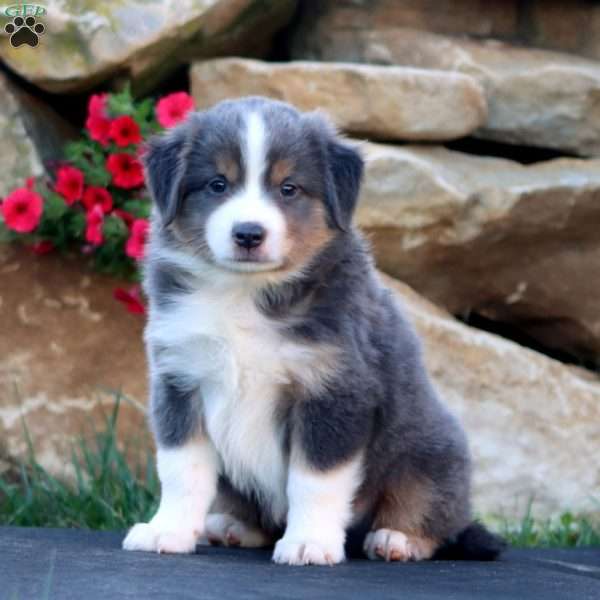 Skye, Miniature Australian Shepherd Puppy